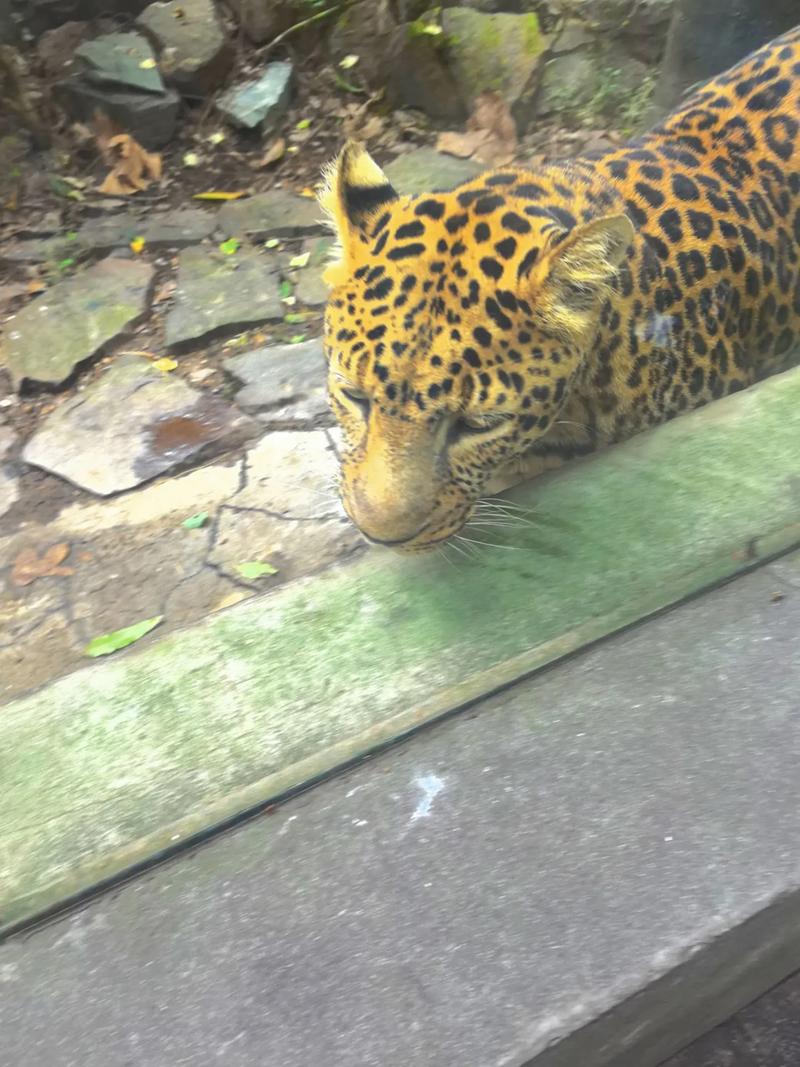 动物凶猛在线阅读 | 王朔经典小说全文无删减