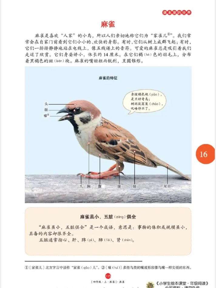 麻雀全文在线阅读 - 经典革命小说免费阅读