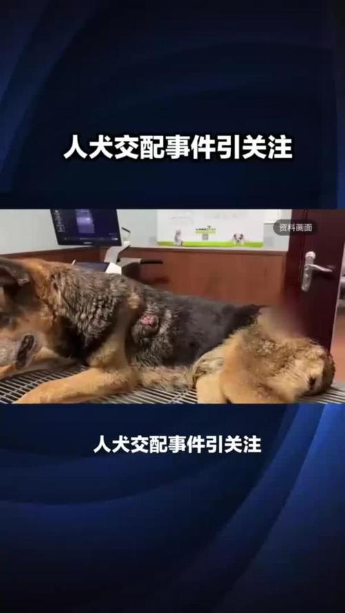 人狗合集全文在线阅读 - 人与狗的感人故事合集